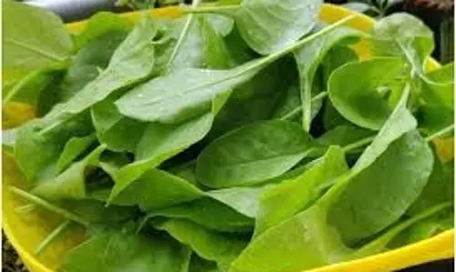 Lifestyle: पालक पसंद नहीं तो इसे नया ट्विस्ट देकर बनाएं ये टेस्टी डिश Lifestyle: पालक पसंद नहीं तो इसे नया ट्विस्ट देकर बनाएं ये टेस्टी डिश