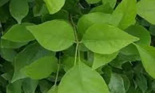 Health: गर्मियों में खूब चबाएं ये खुशबूदार पत्ता, डायबिटीज के साथ-साथ इन समस्याओं से भी मिलेगी राहत Health: गर्मियों में खूब चबाएं ये खुशबूदार पत्ता, डायबिटीज के साथ-साथ इन समस्याओं से भी मिलेगी राहत