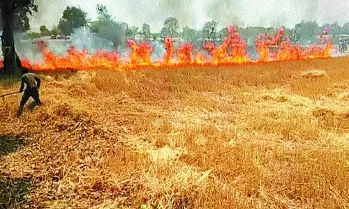 MP : भीषण आग, 60 एकड़ गेहूं की फसल जलकर राख MP : भीषण आग, 60 एकड़ गेहूं की फसल जलकर राख