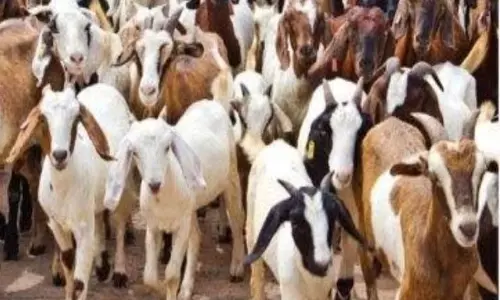 बकरे-बकरियों की लूट, साइबर टीम की मदद लें रही पुलिस