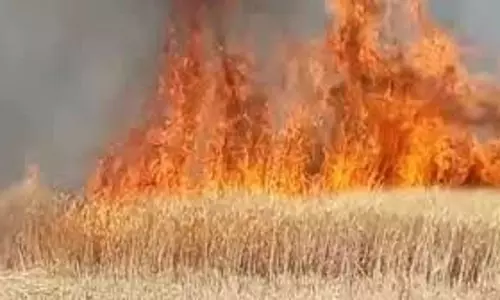 MP News: खेत में लगी आग, 60 एकड़ गेहूं की फसल जलकर राख, किसान ने मांगा मुआवजा