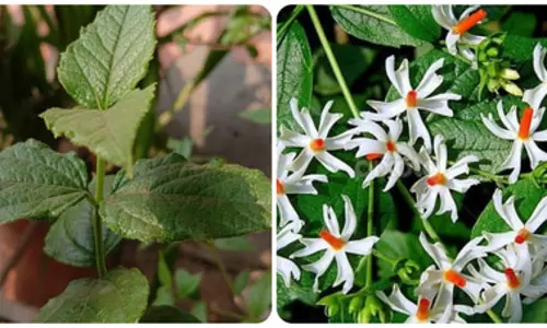माइग्रेन से पीछा छुड़ाने में मदद करता है ‘स्वर्ग का वृक्ष’