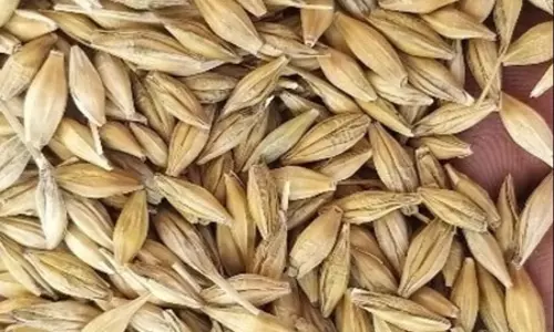 कड़वे, मीठे और ठंडी तासीर वाले जौ को क्यों कहा जाता है औषधीय गुणों से संपन्न आहार? कड़वे, मीठे और ठंडी तासीर वाले जौ को क्यों कहा जाता है औषधीय गुणों से संपन्न आहार?