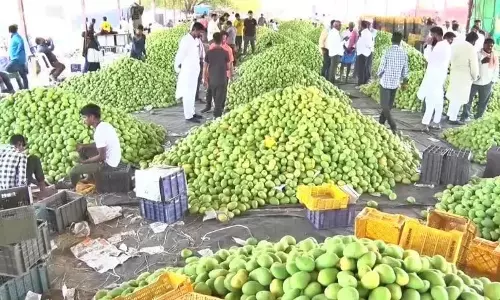 Warangal: बंगिनापल्ली आम की नीलामी में रिकॉर्ड 1.22 लाख रुपये प्रति टन की कीमत मिली