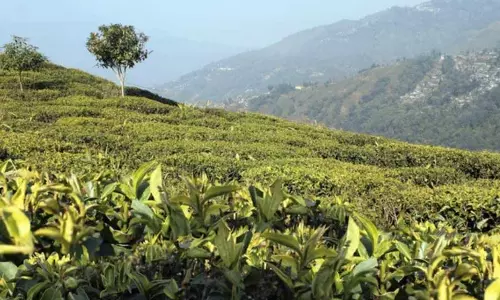 Bengal: बकाया वेतन के लिए चाय बागान मजदूर हड़ताल पर