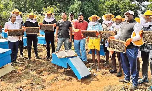 Andhra: शहद के लिए एक ब्रांड बनाने की योजना बना रहे Andhra: शहद के लिए एक ब्रांड बनाने की योजना बना रहे