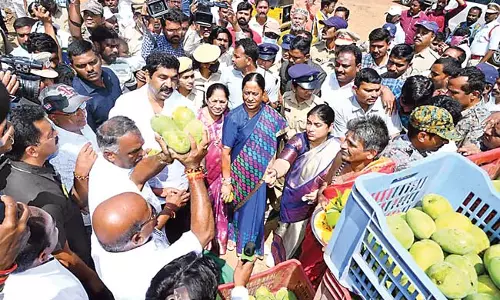 Telangana: बाजार में बंगिनापल्ली आमों ने पहले दिन रिकॉर्ड कीमत हासिल की Telangana: बाजार में बंगिनापल्ली आमों ने पहले दिन रिकॉर्ड कीमत हासिल की