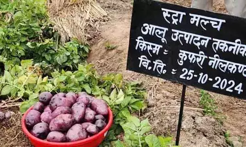 Himachal: वैज्ञानिकों ने आलू उगाने का टिकाऊ तरीका खोजा Himachal: वैज्ञानिकों ने आलू उगाने का टिकाऊ तरीका खोजा