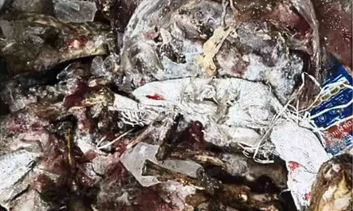 Dabeerpura में सड़ा हुआ भेजा, गुड़े और अन्य अंग जब्त किये गये