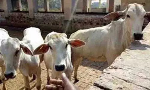 Ghatkesar में ‘वध’ के लिए मवेशियों को ले जा रहा वाहन जब्त