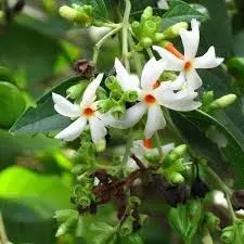 Lifestyle : माइग्रेन से छुटकारा दिलाता है पारिजात का वृक्ष Lifestyle : माइग्रेन से छुटकारा दिलाता है पारिजात का वृक्ष