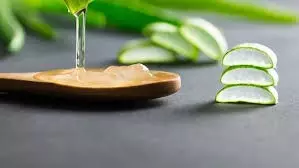 Skin care: गर्मियों में त्वचा पर खुजली से होते हैं परेशान, एलोवेरा में मिलाकर लगाएं ये चीज Skin care: गर्मियों में त्वचा पर खुजली से होते हैं परेशान, एलोवेरा में मिलाकर लगाएं ये चीज