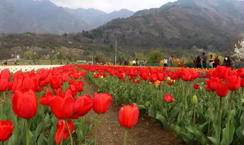 श्रीनगर में एशिया का सबसे बड़ा ट्यूलिप गार्डन 26 मार्च को खुलेगा श्रीनगर में एशिया का सबसे बड़ा ट्यूलिप गार्डन 26 मार्च को खुलेगा
