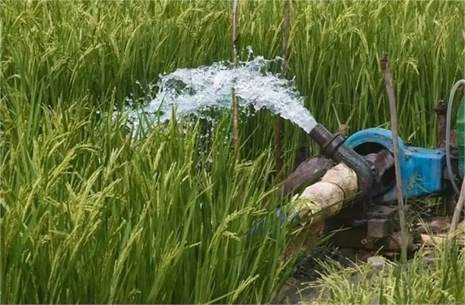 Bihar: 1307 योजनाओं के तहत 5.80 लाख हेक्टेयर भूमि को मिली सिंचाई सुविधा Bihar: 1307 योजनाओं के तहत 5.80 लाख हेक्टेयर भूमि को मिली सिंचाई सुविधा