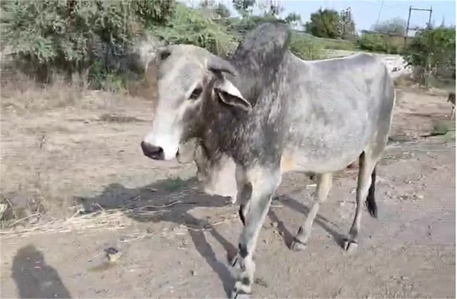 Gwalior: दूषित पानी पीने से आधा दर्जन से अधिक गायों की मौत, आक्रोश में ग्रामीणों Gwalior: दूषित पानी पीने से आधा दर्जन से अधिक गायों की मौत, आक्रोश में ग्रामीणों
