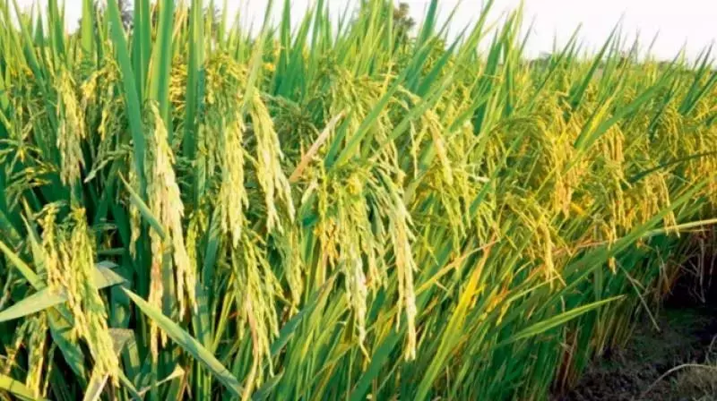 Nellore में 28,122 मीट्रिक टन धान की खरीद की Nellore में 28,122 मीट्रिक टन धान की खरीद की