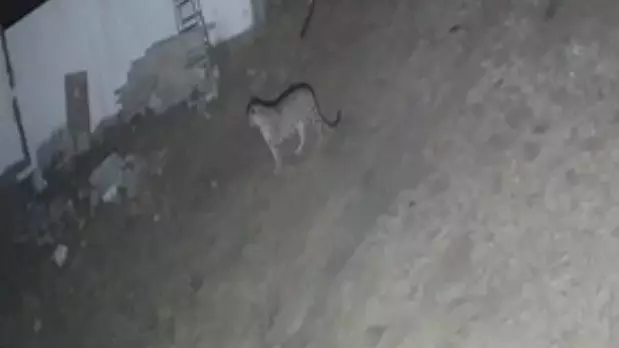 Indore : रिहायशी इलाके में दिखा तेंदुआ, अलर्ट पर वन विभाग की टीम Indore : रिहायशी इलाके में दिखा तेंदुआ, अलर्ट पर वन विभाग की टीम