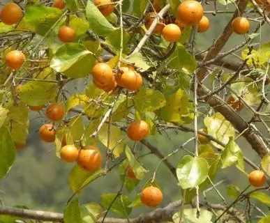 कई गुणों से भरपूर है कुचला, सीमित मात्रा में करें सेवन कई गुणों से भरपूर है कुचला, सीमित मात्रा में करें सेवन