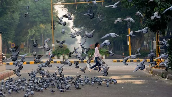 New Delhi: कबूतरों को दाना डालने पर घर पहुंचेगा चालान New Delhi: कबूतरों को दाना डालने पर घर पहुंचेगा चालान