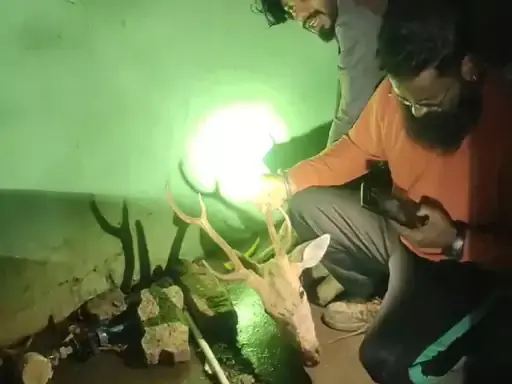 हॉस्पिटल से सिंगो वाले वन्य प्राणी का रेस्क्यू, घूमते देखकर डर गए थे लोग हॉस्पिटल से सिंगो वाले वन्य प्राणी का रेस्क्यू, घूमते देखकर डर गए थे लोग