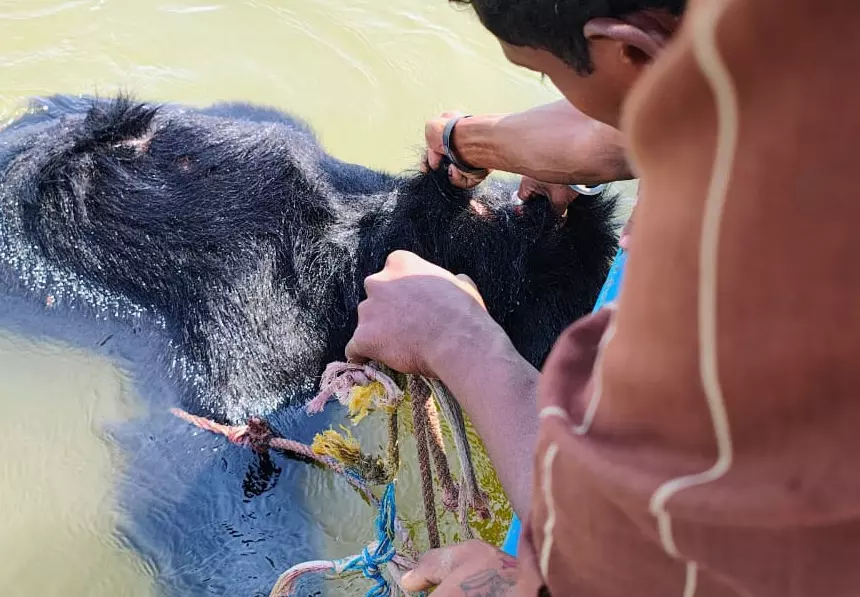 भालू की लाश मिलने की जानकारी छुपाई, दो फॉरेस्ट अफसर फंसे भालू की लाश मिलने की जानकारी छुपाई, दो फॉरेस्ट अफसर फंसे