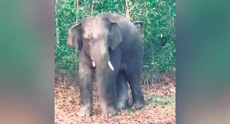 Odisha में हाथी ने एक व्यक्ति को मार डाला, दो घायल Odisha में हाथी ने एक व्यक्ति को मार डाला, दो घायल