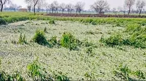 Damoh: ओलावृष्टि से फसलों को नुकसान, 4 तहसीलों का सर्वे शुरू Damoh: ओलावृष्टि से फसलों को नुकसान, 4 तहसीलों का सर्वे शुरू