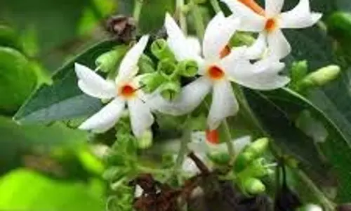 Lifestyle : माइग्रेन से छुटकारा दिलाता है पारिजात का वृक्ष