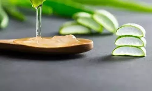 Skin care: गर्मियों में त्वचा पर खुजली से होते हैं परेशान, एलोवेरा में मिलाकर लगाएं ये चीज Skin care: गर्मियों में त्वचा पर खुजली से होते हैं परेशान, एलोवेरा में मिलाकर लगाएं ये चीज