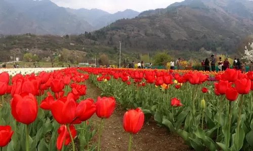 श्रीनगर में एशिया का सबसे बड़ा ट्यूलिप गार्डन 26 मार्च को खुलेगा