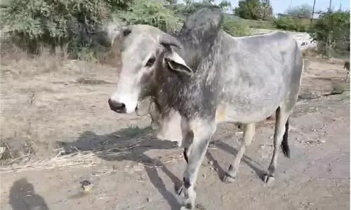 Gwalior: दूषित पानी पीने से आधा दर्जन से अधिक गायों की मौत,  आक्रोश में ग्रामीणों