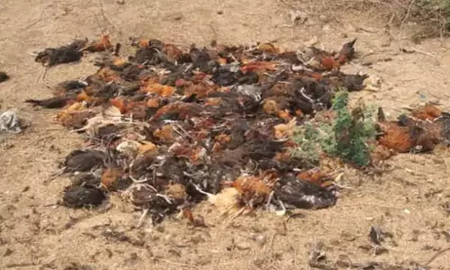 मुर्गी फार्म में जघन्य वारदात, नजारा देखकर कारोबारी के उड़े होश