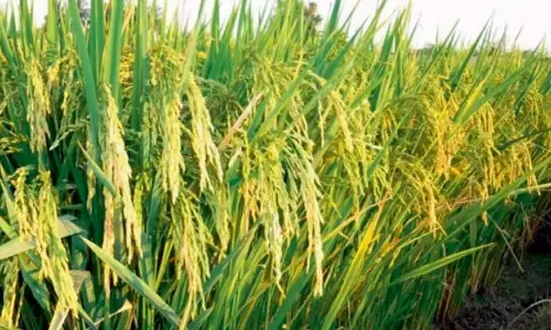 Nellore में 28,122 मीट्रिक टन धान की खरीद की