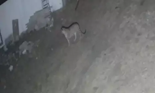 Indore : रिहायशी इलाके में दिखा तेंदुआ,  अलर्ट पर वन विभाग की टीम