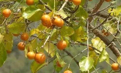 कई गुणों से भरपूर है कुचला, सीमित मात्रा में करें सेवन