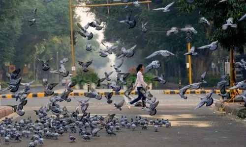 New Delhi: कबूतरों को दाना डालने पर घर पहुंचेगा चालान New Delhi: कबूतरों को दाना डालने पर घर पहुंचेगा चालान