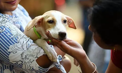 Thane से कनाडा तक! एक आवारा कुत्ते की कहानी! Thane से कनाडा तक! एक आवारा कुत्ते की कहानी!