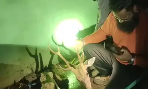 हॉस्पिटल से सिंगो वाले वन्य प्राणी का रेस्क्यू, घूमते देखकर डर गए थे लोग