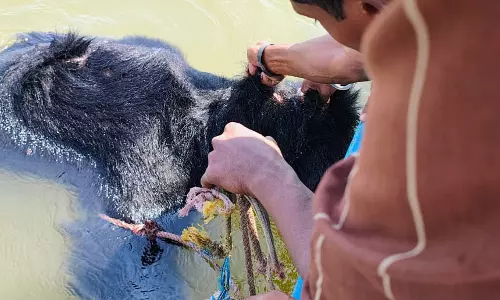 भालू की लाश मिलने की जानकारी छुपाई, दो फॉरेस्ट अफसर फंसे
