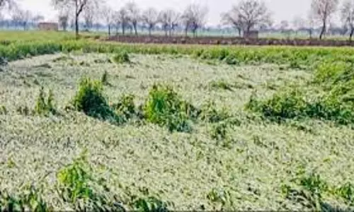 Damoh: ओलावृष्टि से फसलों को नुकसान, 4 तहसीलों का सर्वे शुरू