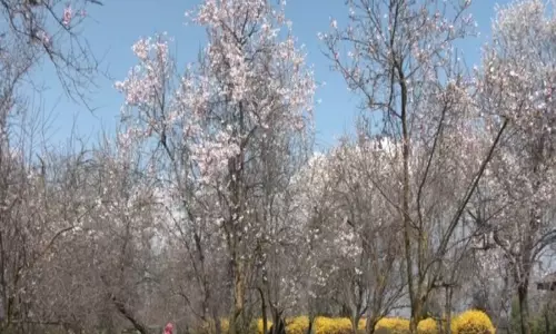 Srinagar के बादामवारी गार्डन में बादाम के फूलों ने पर्यटकों को किया आकर्षित Srinagar के बादामवारी गार्डन में बादाम के फूलों ने पर्यटकों को किया आकर्षित