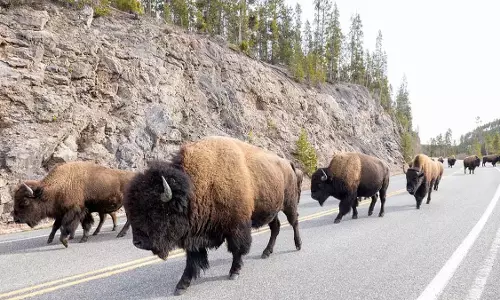 Yellowstone के प्रतिष्ठित बाइसन झुंड 100 साल तक पार्क में विचरण करने के बाद विलीन