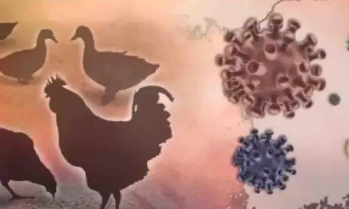 Nalgonda में दो पोल्ट्री में बर्ड फ्लू वायरस का पता चला