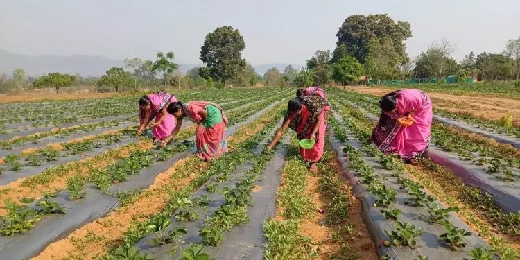 Keonjhar स्ट्रॉबेरी की खेती से आदिवासी बन रहे आत्मनिर्भर Keonjhar स्ट्रॉबेरी की खेती से आदिवासी बन रहे आत्मनिर्भर