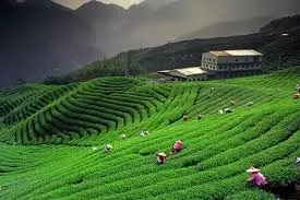 Travel: गर्मियों में कहां घूमने का प्लान बनाएं, भारत की ये जगहें हैं बेहद खास Travel: गर्मियों में कहां घूमने का प्लान बनाएं, भारत की ये जगहें हैं बेहद खास