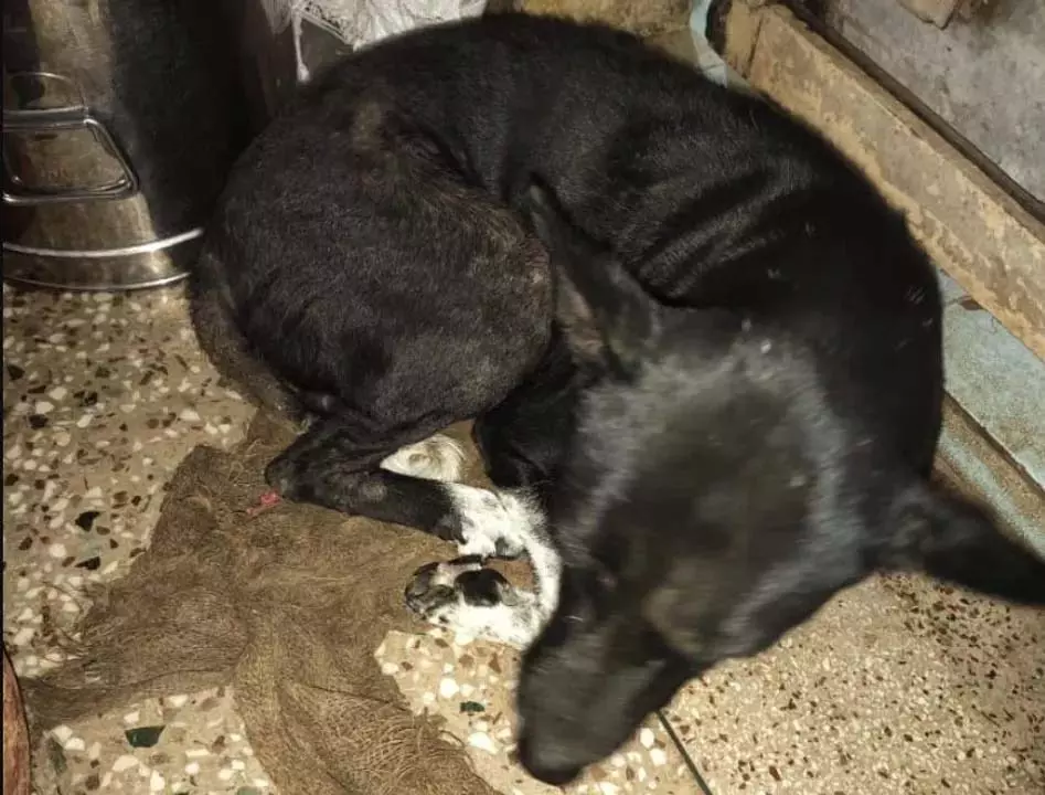 Odisha के बरहामपुर में बदमाशों ने गली के कुत्ते पर तलवार से हमला किया Odisha के बरहामपुर में बदमाशों ने गली के कुत्ते पर तलवार से हमला किया