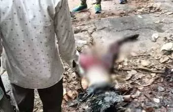 युवती की लाश वाटरफॉल में मिली युवती की लाश वाटरफॉल में मिली