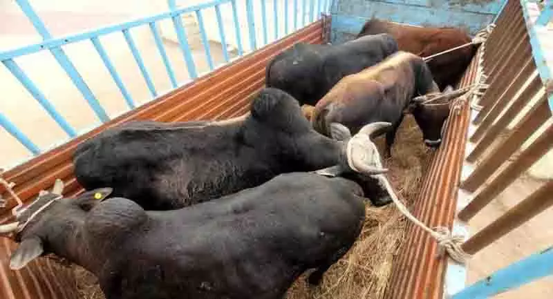 Himachal: नाहन प्रशासन ने लापरवाह पशुपालकों पर शिकंजा कसा Himachal: नाहन प्रशासन ने लापरवाह पशुपालकों पर शिकंजा कसा