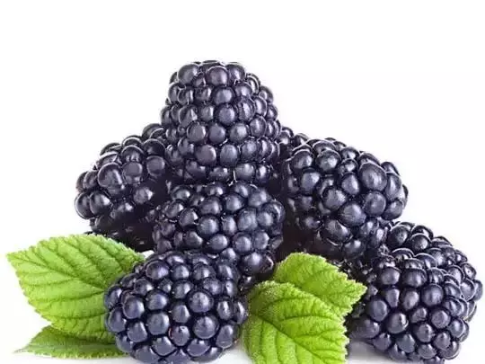 Mulberry benefits : स्वाद और सेहत के लिए वरदान शहतूत Mulberry benefits : स्वाद और सेहत के लिए वरदान शहतूत
