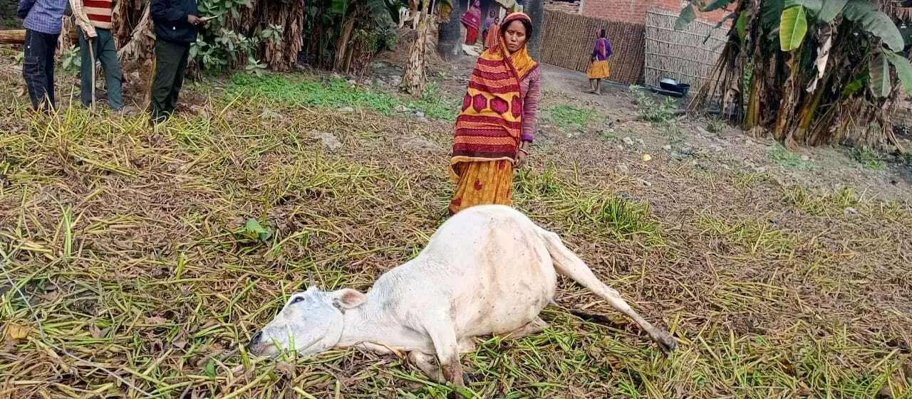 Ramgarh: करंट से मवेशी की मौत, मुआवजे की मांग Ramgarh: करंट से मवेशी की मौत, मुआवजे की मांग